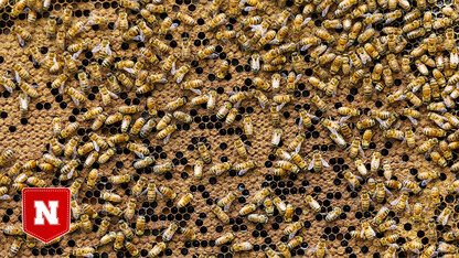Reusing failed bee colony resources may curb rearing of queens