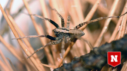 In plain sound: Noise disrupts, confirms hidden channel of spider courtship
