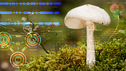 Study: Deadly mushrooms got toxin-specific genes directly from ancient source