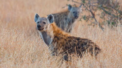 Caller ID: Hyena ‘whoops’ feature individual signatures