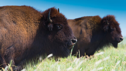 Temperature, drought influencing movement of Plains bison