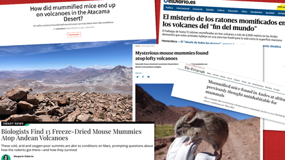 National, international media elevate tale of mouse mummies