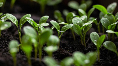 Lunch chat digs into best practices for garden seedlings