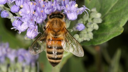 Bee scholar: too soon to say Colony Collapse Disorder 'over' 