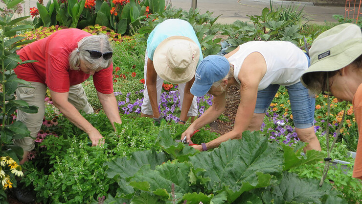 Nebraska Extension master gardeners (from left) Kathy French, Cynthia Conner, Susan Streich and Penny Carriotto assist with harvest at the Backyard Farmer garden on the University of Nebraska–Lincoln’s East Campus. Terri James | Nebraska Extension 