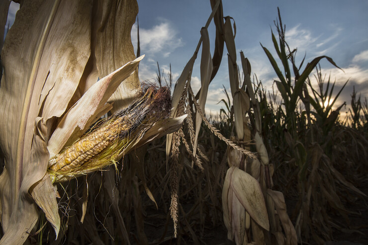 Drought-affected corn in 2012