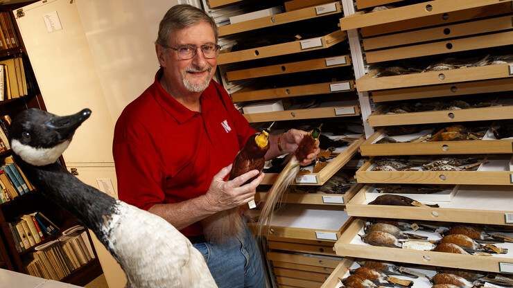 Robert Zink holds a bird specimen in the collections of the University of Nebraska State Museum. Zink, professor in the schools of natural resources and of biological sciences and curator of zoology, is co-author of a paper showing that zoologists have significantly underestimated the number of living bird species.