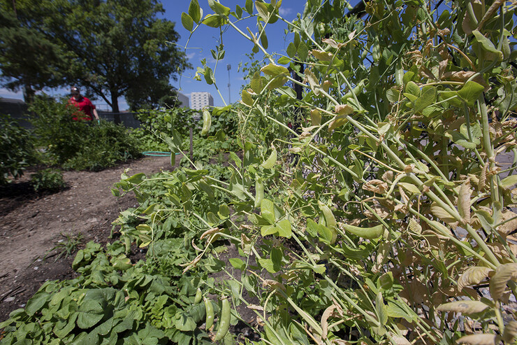 Pea pods wait to be harvested in the Willa Cather Dining Center garden. The space is the second small garden being used to supplement meal preparation in university dining centers.