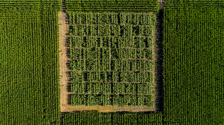 Aerial view of a research field of popcorn.