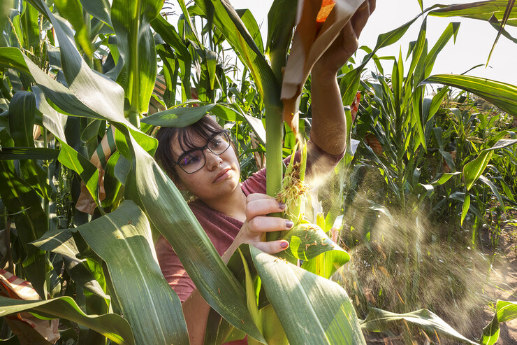 Student bags an ear of corn as part of a crossbreeding study.