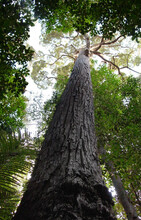 A venerable, fast-growing giant of Shorea smithiana, a hardwood species found in rain forests in Borneo.