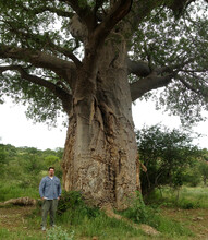 UNL's Trenton Franz, assistant professor of natural resources, stands next to a native tree in South Africa's Mapungubwe National Park in January.
