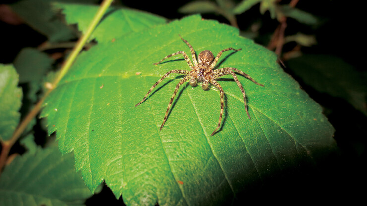 A male dark fishing spider (Dolomedes tenebrosus) roams a park in Lincoln.