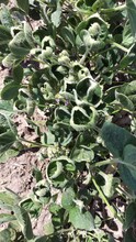 Cupping of younger top leaves is a symptom of dicamba contamination.