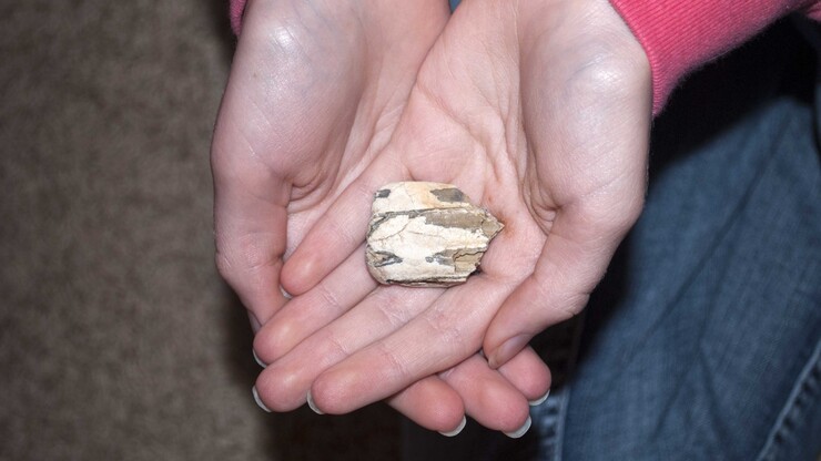 A museum visitor holds a fossilized horse tooth.