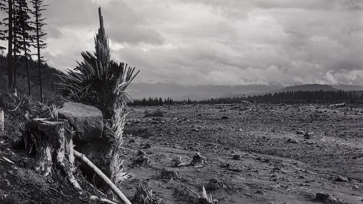 Black-and-white photo with splintered tree stumps amid mud flow