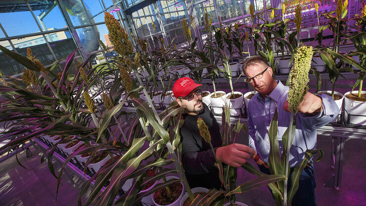 Husker researchers James C. Schnable (left) and Andy Benson look over sorghum being grown to identify beneficial traits to help the gut microbiome.