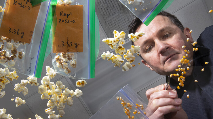 David Holding, professor of agronomy and horticulture, studies the popped results of a new line of popcorn high in protein in his lab in the Beadle Center in January 2019.