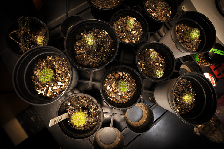 A collection of cactuses awaits its turn in the Plant and Pest Diagnostic Clinic.
