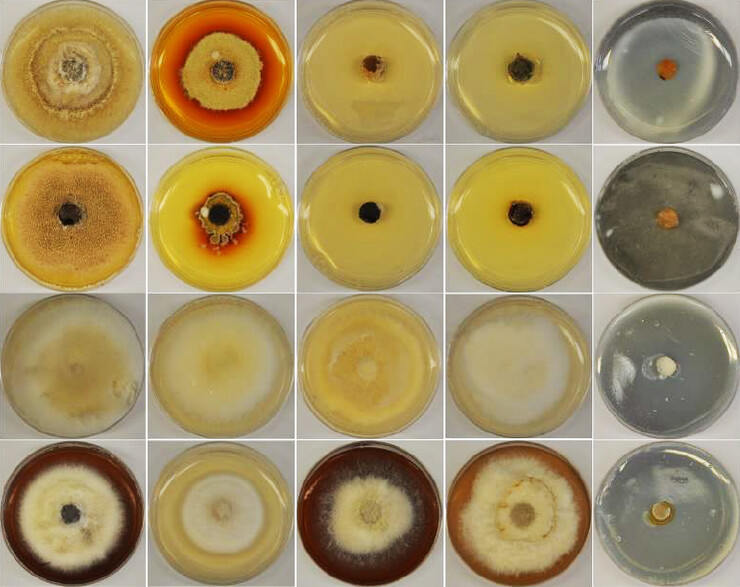 Grid of 20 petri dishes