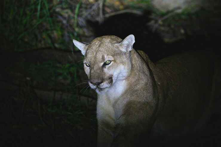 A close-up of a mountain lion in darkness