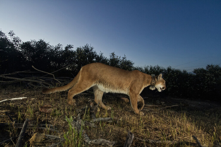 A mountain lion with a collar on the prowl