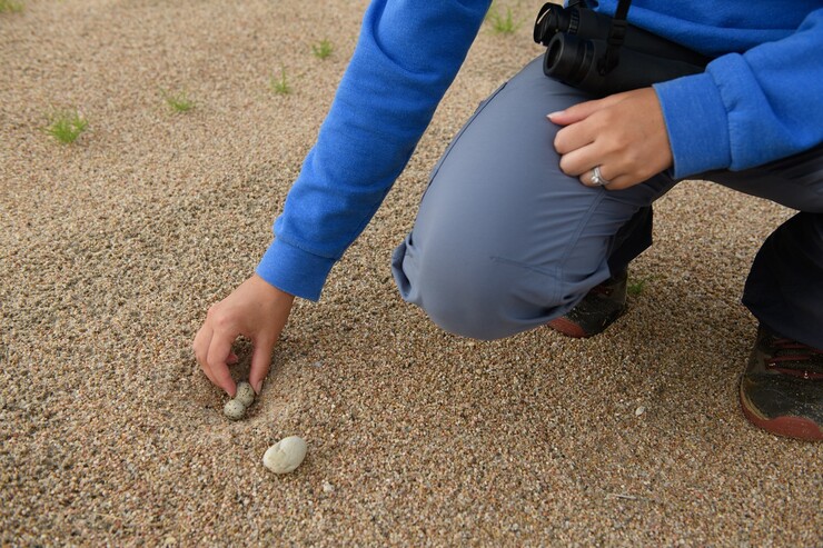 Summer Larkihn checks the temperature of an egg in a newly discovered least tern nest. If the eggs are warm, the parents were likely incubating prior to the biologist’s approach. Cold eggs may indicate nest abandonment,