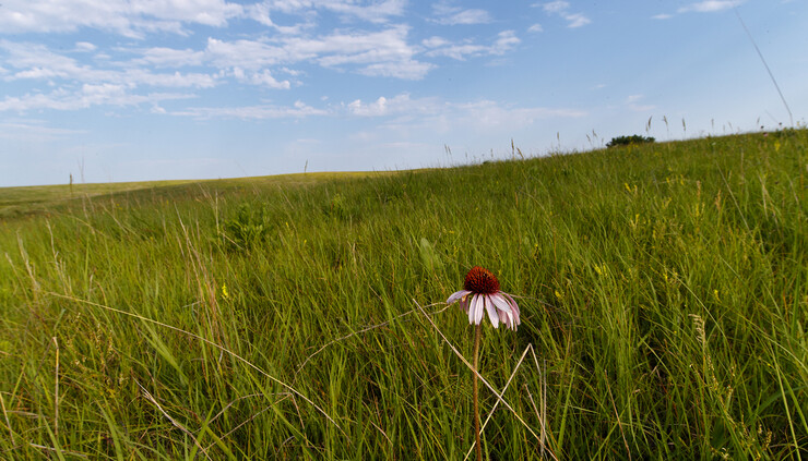 A wildflower grows amid the grass at the Spring Creek Prairie Audubon Center southwest of Lincoln.