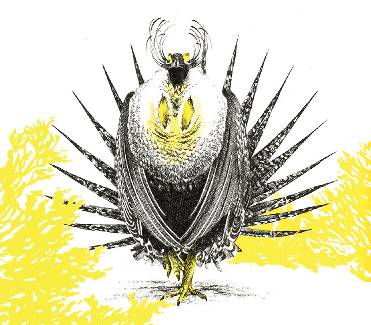 Color drawing of Gunnison sage-grouse by Sarah Kaizar