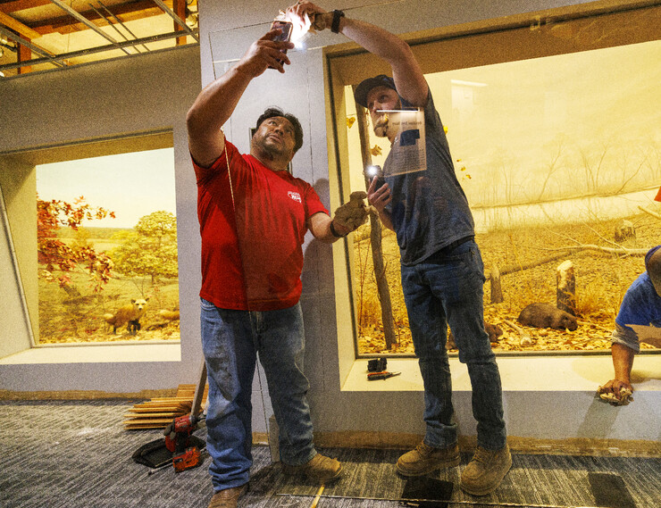 Two men use the lights on their phones to help find fingerprints in the new glass they are installing in front of the exhibits in Morrill Hall.