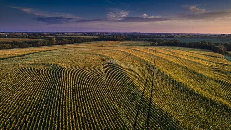 Aerial view of cornfield at sunrise