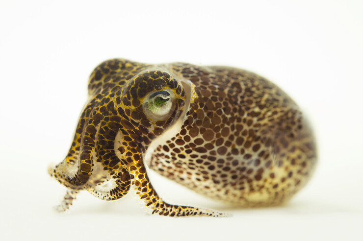 A bobtail squid on a white background