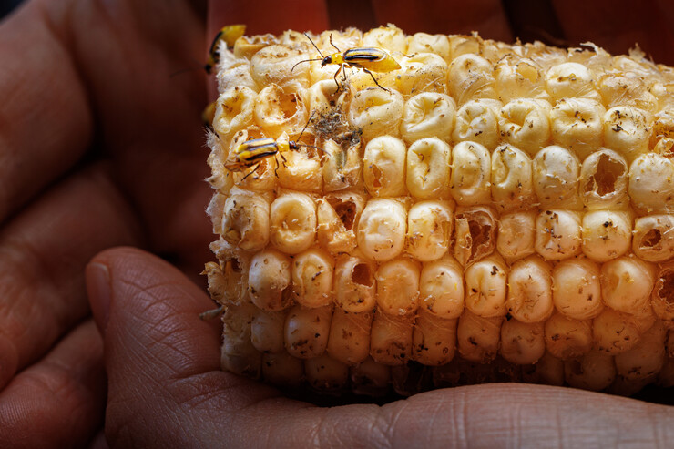 Two western corn rootworms crawl over a corncob.