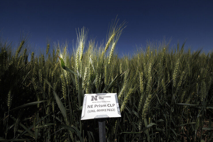 A sign that reads "Nebraska Crop Performance Testing, winter wheat variety trials, NE Prism CLP (UNL-NHH17612)" stands in front of wheat plants, beneath a dark sky.