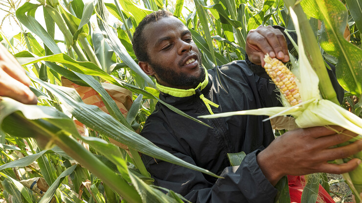 Jonathan Niyorukundo examines an ear of sweet corn that has been crossed with colored corn. The summer research is to see how the corn colors looks 20-25 days after pollination.