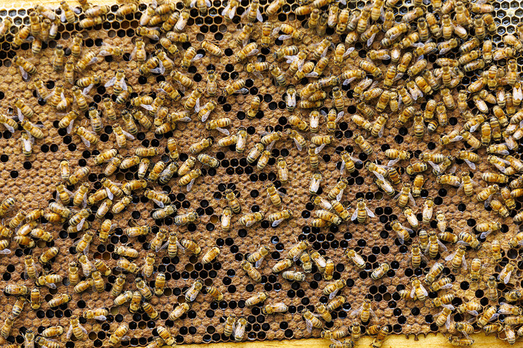 Bees from one of the hives that Tokach monitors.
