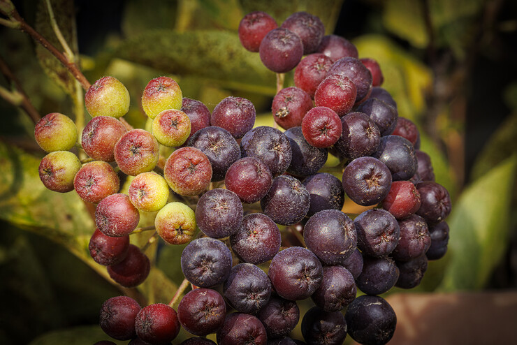 Aronia berries. 