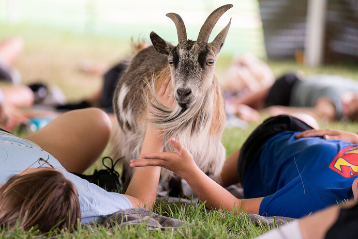 Yogis pet a goat during Goat Yoga on the green space Aug. 20.