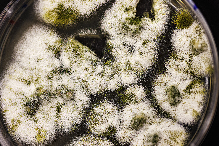 Mold, as seen through a microscope, grows in a petri dish in the food science lab. 