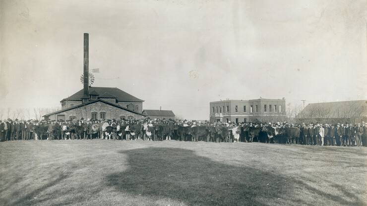 Participants stand lined up for a livestock judging contest held around 1908 on the "College Farm," known today as East Campus. The building under construction (right) was first used by Animal Husbandry as a judging pavilion. The building was later named Miller Hall. The two-story building in the background (with smokestack and windmill) was the Ag Engineering building from 1918-1953. The north end of Ag Engineering was used as a meat lab. Slaughtering, meat cutting, sausage making, lard rendering and meat sales were all done from the same large room. The only refrigeration was a 10 foot by 12 foot walk-in cooler operated via an ammonia system.