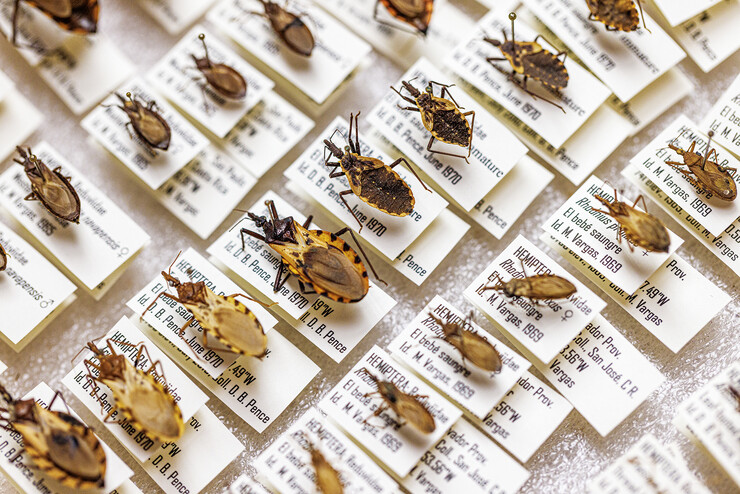 Multiple species of Triatoma brasiliensis, commonly known as kissing bugs, are preserved in the parasitology lab.