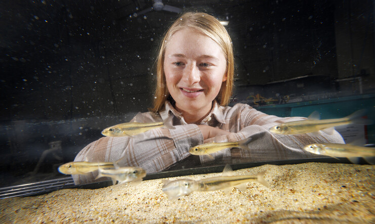 Ella Humphrey, a sophomore in Fisheries and Wildlife, is researching the Bigmouth Shiner in multiple tanks in the Aquatic Biodiversity and Conservation (ABC) Lab.