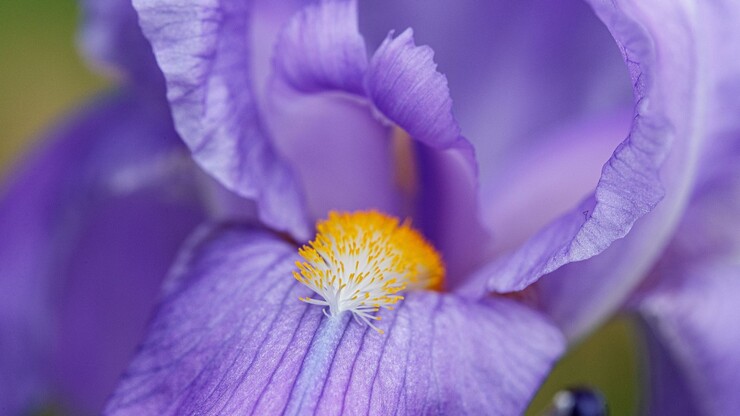 Blooming purple daffodil