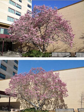 These photos from Ken Dewey show how blooms on a magnolia tree near UNL's Hardin Hall can differ from year to year. While the amount of blooms is nearly identical, the top photo was taken on March 14, 2016. The bottom photo was taken on April 5, 2011.
