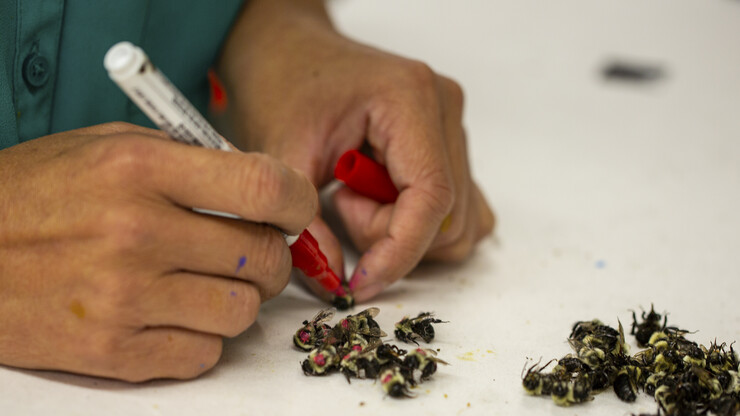 Judy Wu-Smart uses a special marker to paint a dot on the back of sleeping bumblebees. The marked bees are used ongoing research to better define pollinator habitats.