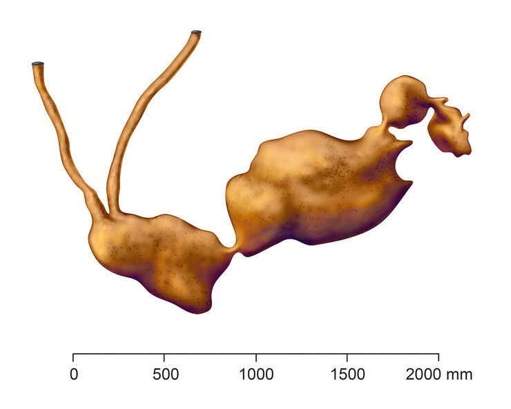 A colorized plate showing the three-dimensional reconstruction of a late Miocene (6-7 million-year-old) rodent burrow system. This burrow system differs from the other in having three or four large inter-connected nesting/living chambers. These large living chambers were excavated by ancestral marmotine ground squirrels and their size may be correlated with larger litters.