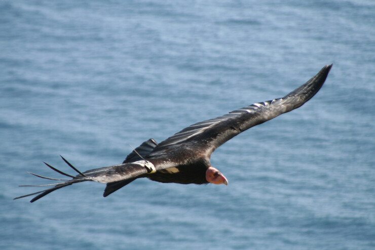 California condor flies along the coast of California. A new project led in part by UNL's Daizaburo Shizuka, is designed to help protect the condors.