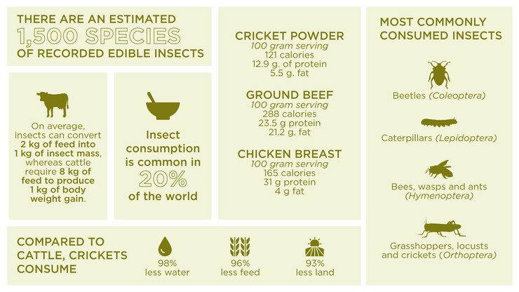 Cricket food facts
