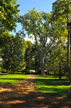 UNL's Maxwell Arboretum