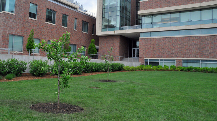 Two Flower of Kent trees have been planted on the west side of Jorgensen Hall, the home of physics and astronomy at UNL. The trees were created through clippings from UNL's first Newton apple tree, planted in 1991.